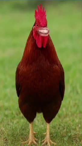 🧑💻बहुत बढ़िया फिल्म है😁😁😁#film #funny #comedy #shorts #bhojpurisaan8911#