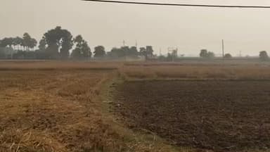 बेलछी: बेलछी प्रखंड क्षेत्र में मजदूरों की कमी के कारण धान की कटनी प्रभावित