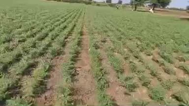 बुलढाणा: सुधारित प्रधानमंत्री पिक विमा योजना रब्बी हंगामात शेतकरी बांधवांनी वेळेत सहभाग नोंदवा