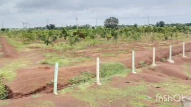 धमधा: मनरेगा: धमधा के ग्राम लिटिया में बंजर भूमि को हरियाली में तब्दील किया गया