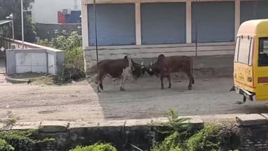 લખતર: લખતર શહેરના જુગતરામ પે સેન્ટર સ્કૂલ અને ન્યાય કોર્ટ પાસે પાસે આખલા યુદ્ધ જામ્યું