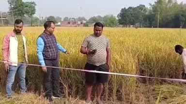 जलालगढ़: बीबी 11 धान फसल का क्रॉप कटिंग किया गया