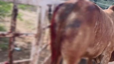 થાનગઢ: નળખંભા ગામે ત્રણ ગૌવંશ પર તીક્ષ્ણ હથિયાર વડે હુમલો