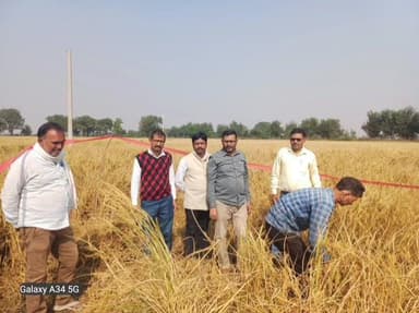 संझौली: प्रखंड के तिलई गांव में कृषि विभाग और संख्याकी विभाग ने कराई क्रॉप कटिंग