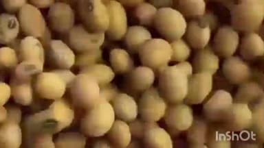 शिरुर अनंतपाळ: साकोळ येथे सोसायटीच्या वतीने शासनमान्य दराने सोयाबीन खरेदीला सुरुवात