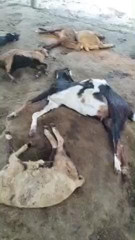 హత్నూర: కాసాలలో వీధి కుక్కల దాడిలో 16 గొర్రెలు మృతి, లక్షకు పైగా నష్టం