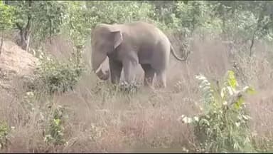 सूरजपुर जिले के चांदनी बिहारपुर क्षेत्र में 3 महीने से जंगली हाथी ने जमाया डेरा, किसानों की फसल कर रहा है नुकसान