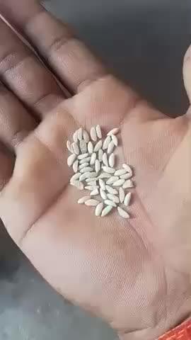 dekhiye ration ke chawal me rabar ka chawal mila @