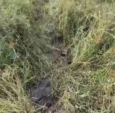 ಚನ್ನಪಟ್ಟಣ: ಕಾಡಾನೆಗಳ ದಾಳಿ ಭತ್ತದ ಬೆಳೆ ನಾಶ, ಚಕ್ಕಲೂರು ಗ್ರಾಮದಲ್ಲಿ ಘಟನೆ