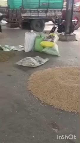 छबड़ा: छबड़ा कृषि उपज मंडी में मक्का की बंपर आवक, रोजाना 15 हजार क्विंटल हो रही है आवक