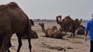 ખંભાત: દરિયાઈ વિસ્તારમાં ચકરીના રોગ સામે રક્ષણ આપવા કેમલ કેમ્પ યોજાયો, 400 જેટલા "ખારાઈ" ઊંટોને સારવાર અપાઈ.