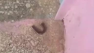 पेटरवार: बालिका मध्य विद्यालय पेटरवार में चावल, दाल और खाद्य सामग्री की चोरी, पुलिस पहुंची