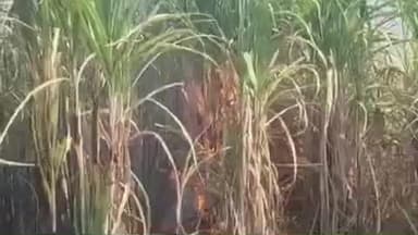 जिंतूर: चारठाणा शिवारात अडीच एकर ऊस जळून खाक पाच लाखांचे नुकसान