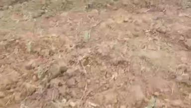 साईं खेड़ा: निवावर में गौशाला की गायों के लिए सरकारी जमीन का अधिग्रहण मुक्त हो, सरपंच प्रतिनिधि ने रखी मांग