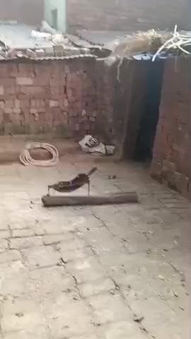 सिरदला: पुलिस ने डॉग स्कॉट टीम की मदद से 1070 लीटर शराब बरामद की, तीन गिरफ्तार