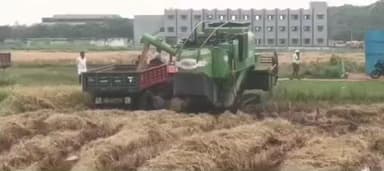 செங்கோட்டை: வயல்வெளிகளுக்குள் புகுந்து காட்டுப் பன்றிகள் அட்டகாசம் விவசாயிகள் வேதனை