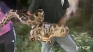 જલાલપોર: મોલધરા ગામ માંથી 12 ફૂટ લાંબો અજગર દેખાતા તેનું રેસ્ક્યુ કરવામાં આવ્યું