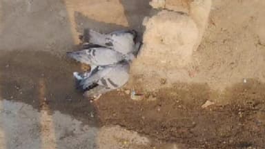 नसीराबाद: आजाद होटल के समीप लगे विद्युत पोल में अचानक करंट दौड़ने से एक दर्जन पक्षियों की हुई दर्दनाक मौत