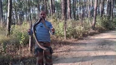 भोरंज: ग्रामीणों ने फोन किया, 6 फुट लंबा किंग कोबरा पकड़ा, जसवीर पटियाल की तत्परता से गांव बनण गारली में टला बड़ा हादसा