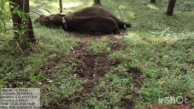 பொள்ளாச்சி: கோவையில் பிடிக்கப்பட்ட ரோலக்ஸ் காட்டு யானை பொள்ளாச்சியில் உயிரிழப்பு