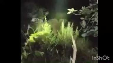 ଜୁଜୁମୁରା: ଛାମୁଣ୍ଡା ପଞ୍ଚାୟତର ହାତୀ ପଡ଼ାରେ ୫ ଟିକିଆ ହାତୀ ପଲ , ନଷ୍ଟ କଲେ ଧାନ ଫସଲ