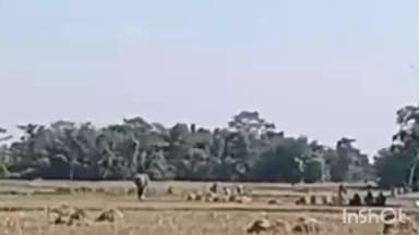 छातापुर: छातापुर के मधुबनी पंचायत के दोररा गांव में फसल काटने को लेकर दो पक्षों में विवाद, पुलिस जांच में जुटी