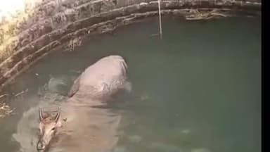 सेलू: विहिरीत पडलेल्या नीलगायीला मिळाले जीवदान सेलू तालुक्यातील आरसड शिवारातील घटना