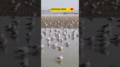 #prayagraj #sangam #explore #trending #viral