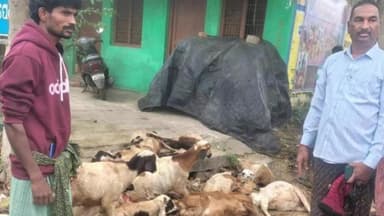 ମୋହନା: ନୀଳକଣ୍ଠପୁର ଗ୍ରାମରେ ପ୍ରବଳ କୁହୁଡି ପାଇଁ ଏକ ଟ୍ରାକ୍ଟର ମାଡି 11 ଛେଳି ମୃତ ସୂଚନା