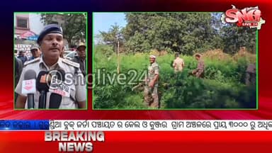 ଗୁରୁଣ୍ଡିଆରେ ୩୦ ଲକ୍ଷରୁ ଉର୍ଦ୍ଧ୍ବ ମୂଲ୍ୟର ଗଞ୍ଜେଇ ଚାଷ ଧ୍ୱଂସ, ପୋଲିସ-ଅବକାରୀ-ବନ ବିଭାଗର ମିଳିତ ଚଢ଼ାଉ #Gurundia
#GanjaChasaNasta
#D...