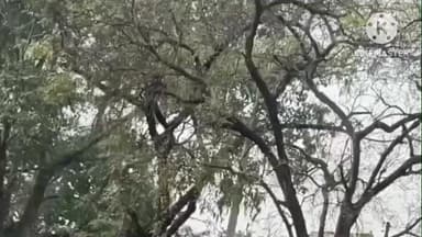 भटगांव में साइकिल वितरण के दौरान बड़ी लापरवाही सामने आई, सलौनीकला स्कूल में ट्रैक्टर चलाकर साइकिल ले जाते दिखे बच्चे