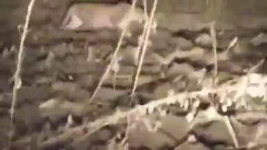 વાલિયા: વાલિયાના નલધરી ગામની સીમમાં ખેતર પાસે મધરાતે દીપડો દેખા દેતા હોવાનો વીડિયો વાયરલ થયો છે.