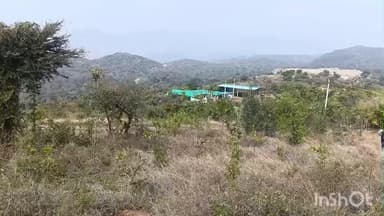 कुम्भलगढ़: पानी की कमी से झुलस रही 100 बीघा 'पन्नाधाय वनस्थली', राजसमंद में 35,000 पौधे लगाने वाले ट्रस्ट ने प्रशासन से मांगी मदद