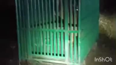 ખાંભા: ગીદરડી ગામે ખેડૂત પર હુમલો કરનાર સિંહણ પાંજરે પુરાઇ...