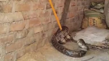 कौंच: परैथा गांव में भूसा घर से 10 फीट लंबा अजगर निकलने से मचा हड़कंप, ग्रामीणों में फैली दहशत