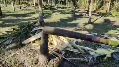 বিজনী ভাগ: নিশা ৩ নং চিকাঝোৰাত বন্যহস্তীৰ তাণ্ডৱ তামোল গছ ভাঙি কৰিলে তহিলং ৩ নং চিকাঝোৰাত
জনালে সংবাদ মাধ্যমক