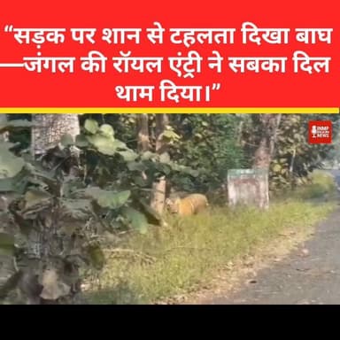 “सड़क पर शान से टहलता दिखा बाघ—जंगल की रॉयल एंट्री ने सबका दिल थाम दिया।”
#Tiger #Wildlife #RoyalSight #NatureMagic
