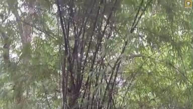 తాడ్వాయి: మేడారం జాతరలో కంక వనం ప్రత్యేకం