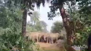चकाई: चकाई के घने जंगल में हाथियों का झुंड डटा, फसल को पहुंचा रहा नुकसान
