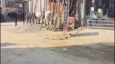 ਮਲੇਰਕੋਟਲਾ: ਅਵਾਰਾ ਪਸ਼ੂਆਂ ਕਾਰਨ ਹੋ ਰਹੇ ਹਨ ਸ਼ਹਿਰ ਵਾਸੀ ਪਰੇਸ਼ਾਨ