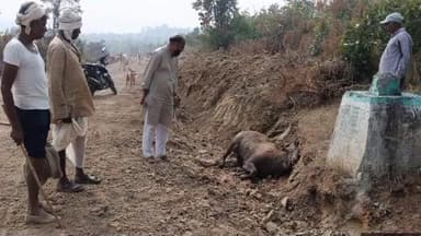 काटोल: नीलगायीची शिकार करून 'वाघ' रस्त्यावर! शेतकऱ्याने धास्ती घेऊन काढला पळ; वन विभागाला माहिती