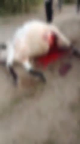 ઘોઘા: ઘોઘા તાલુકાના જુના પાદર ગામની સીમમાં બે ગાય નું સિંહ દ્વારા કરવામાં આવ્યું મારણ અને એક ગાય થઈ ઇજા ગ્રસ્ત