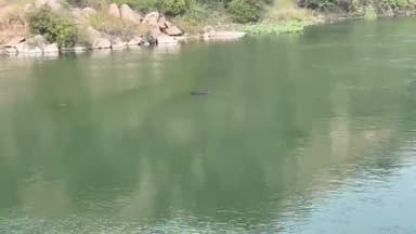 ಸಂಡೂರು: ತೋರಣಗಲ್ಲು -ದೇವಲಾಪುರ ಕಾಲುವೆಯಲ್ಲಿ ಅಜ್ಞಾತ ಪುರುಷನ ಮೃತದೇಹ ತೆಲಾಟ, ಸ್ಥಳೀಯರ ಮೊಬೈಲ್ ನಲ್ಲಿ ದೃಶ್ಯ ಸೆರೆ