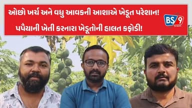 Himatnagar | પરંપરાગત પાકોની ખેતી છોડી પપૈયાની બાગાયત ખેતી કરનારા ખેડૂતોની હાલત બની કફોડી!