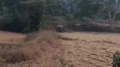 मरवाही: मरवाही वन परिक्षेत्र में 10 दिनों से एक हाथी कर रहा विचरण, किसानों की फसलों को पहुंचा रहा नुकसान