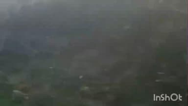 मोहम्मदी: हरे-भरे पेड़ों को किया जा रहा नष्ट, वन विभाग के अधिकारी मौन