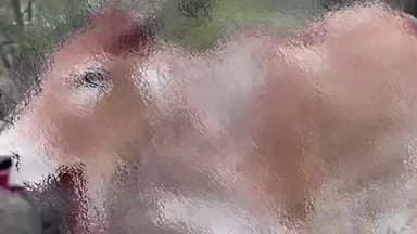 कुंवरिया: राजसमंद में गो भक्तों ने मानवता की पेश की मिसाल, गंभीर रूप से घायल गौ माता को प्राथमिक उपचार के बाद रेफर किया गया