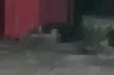 लाखांदूर: चपराड पहाडी येथील दुर्गा माता मंदिर परिसरात अस्वलाचा धुमाकूळ