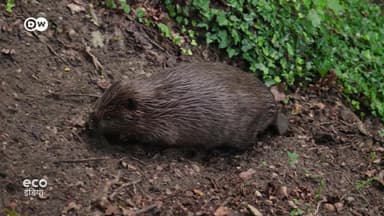 बीवर कैसे पानी साफ करते हैं, और जंगलों को बचाते हैं