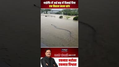 थाईलैंड में आई बाढ़ में दिखाई दिया एक विशाल काला सांप #thailand #flood #newsupdate #viralvideo